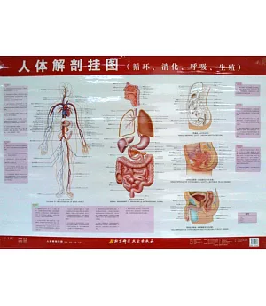 人體解剖掛圖：循環、消化、呼吸、生殖
