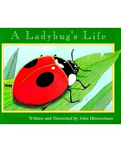 A Ladybug’s Life