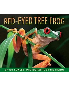 The Red-Eyed Tree Frog