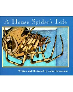 A House Spider’s Life