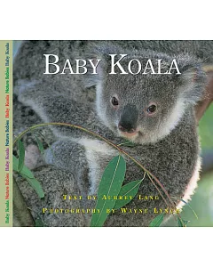 Baby Koala