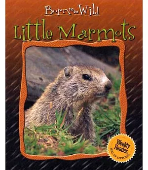 Little Marmots