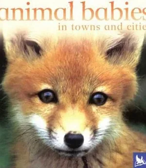Animal Babies In Towns And Cities