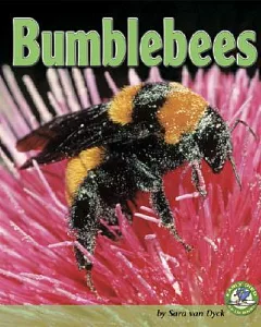 Bumblebees