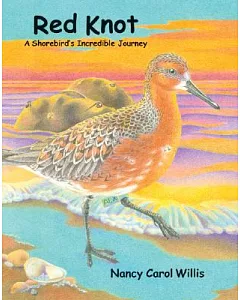 Red Knot: A Shorebird’s Incredible Journey