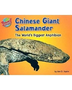 Chinese Giant Salamander: The World’s Biggest Amphibian