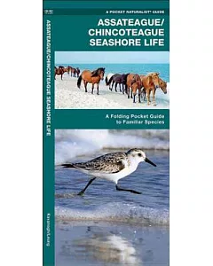 Assateague/Chincoteague Seashore Life: An Introduction to Familiar Species