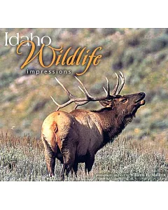 Idaho Wildlife Impressions