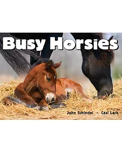 Busy Horsies