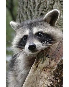 Raccoon