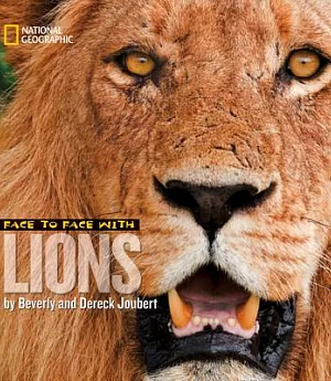 Face to Face With Lions