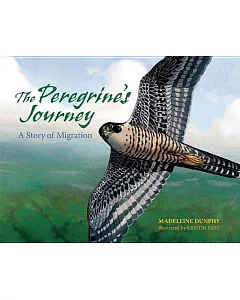 The Peregrine’s Journey: A Story of Migration