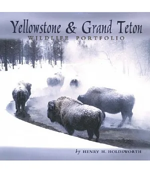 Yellowstone & Grand Teton Wildlife Portfolio