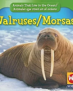 Walruses/Morsas