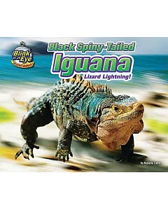 Black Spiny-Tailed Iguana: Lizard Lightning!