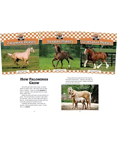 Horses: Thoroughbred Horses, Shetland Ponies, Pinto Horses, Palomino Horses, Arabian Horses, Clydesdale Horses