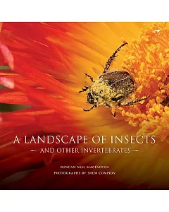 A Landscape of Insects: And Other Invertebrates