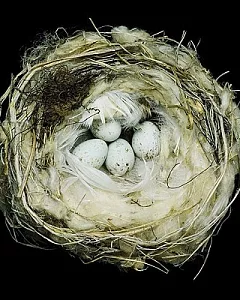 Nests: Fifty Nests and the Birds That Built Them