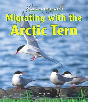 Migrating With the Arctic Tern