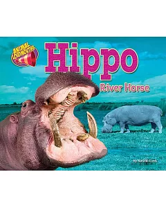 Hippo: River Horse