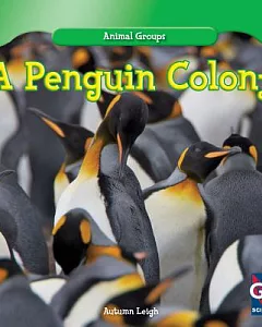 A Penguin Colony