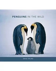 Penguins In The Wild