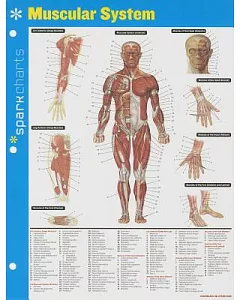Sparkcharts Muscular System