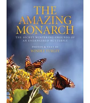 The Amazing Monarch: The Secret Wintering Grounds of an Endangered Butterfly