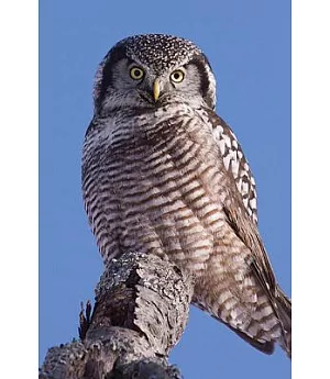 Northern Hawk Owl: Lined
