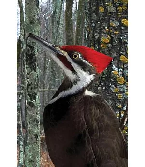 Pileated Woodpecker Blank Journal: Lined