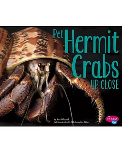 Pet Hermit Crabs Up Close