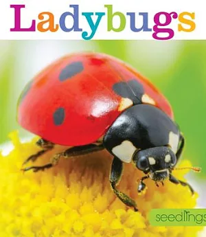Ladybugs