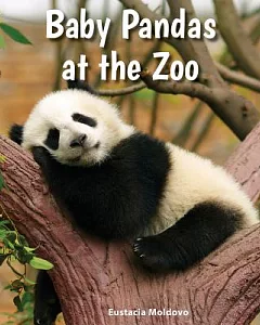 Baby Pandas at the Zoo