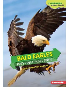 Bald Eagles: Prey-Snatching Birds