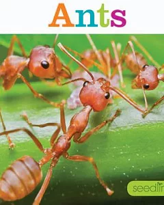 Ants: Seedlings