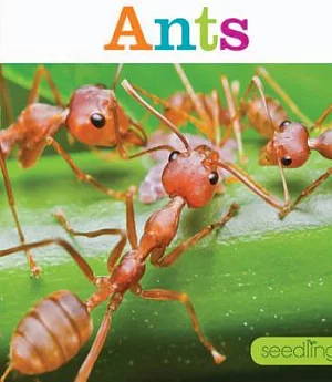 Ants: Seedlings