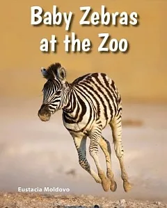 Baby Zebras at the Zoo