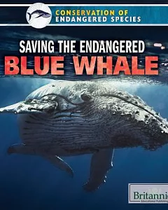 Saving the Endangered Blue Whale