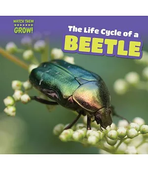 The Life Cycle of a Beetle