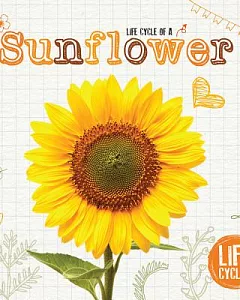 Life Cycle of a Sunflower