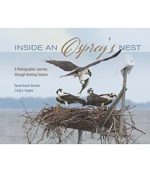 Inside an Osprey’s Nest: A Photographic Journey through Nesting Season