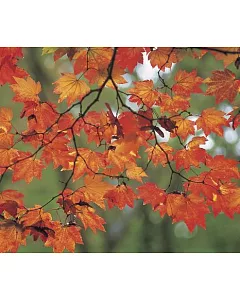 Memo Block - Autumn Leaves
