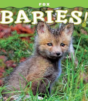 Fox Babies!