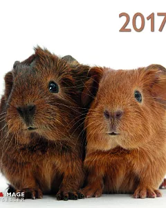 Guinea Pigs A&I 2017 Calendar