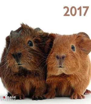 Guinea Pigs A&I 2017 Calendar