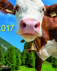 Cows A&I 2017 Calendar