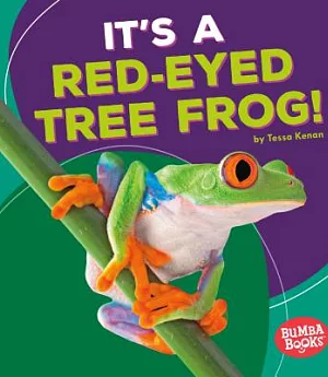 It’s a Red-Eyed Tree Frog!