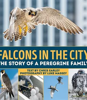 Falcons in the City: The Story of a Peregine Family