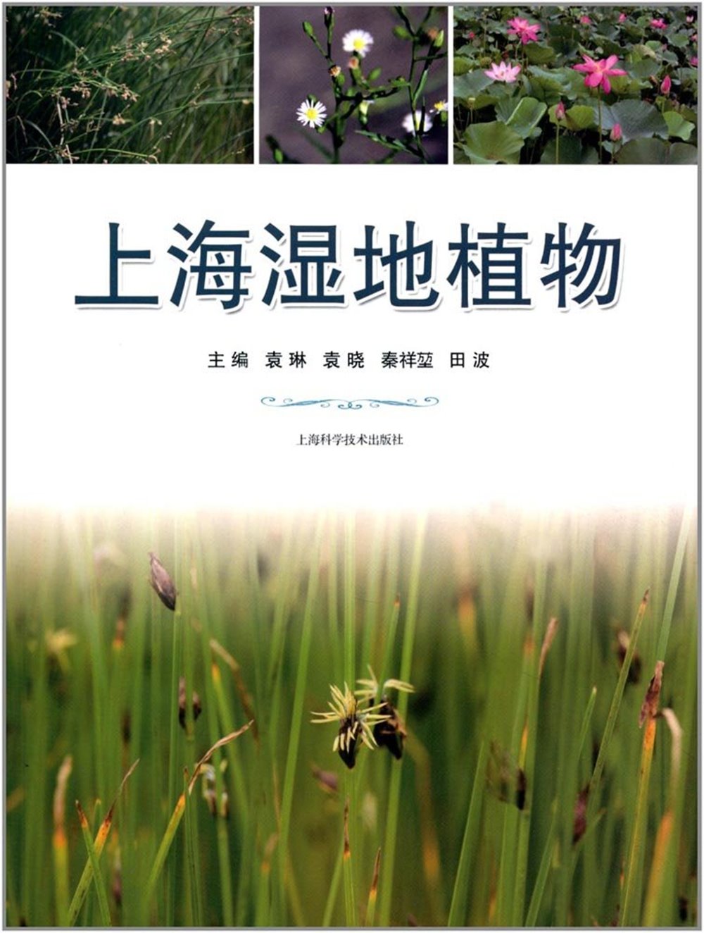 上海濕地植物