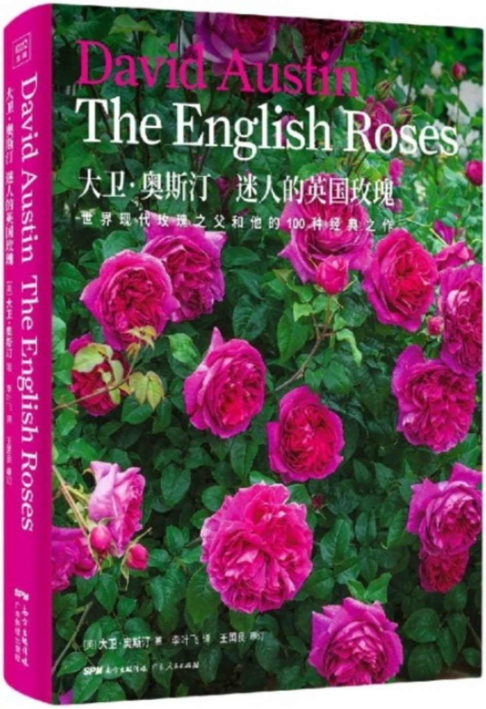大衛·奧斯丁：迷人的英國玫瑰